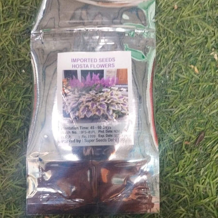 Premium Hosta Flower Seeds – Easy-Grow Ornamental Plants