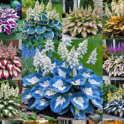 Premium Hosta Flower Seeds – Easy-Grow Ornamental Plants