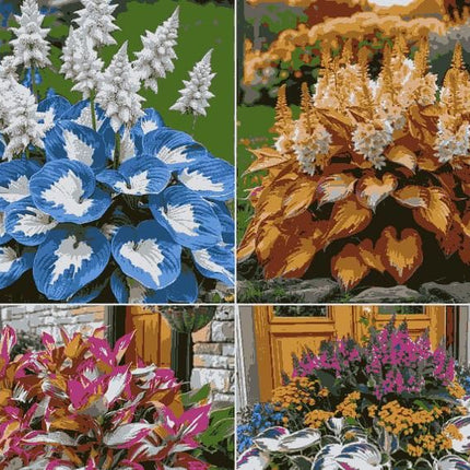 Premium Hosta Flower Seeds – Easy-Grow Ornamental Plants